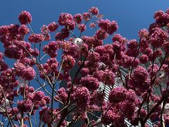 -深圳湾万象城(南山店)