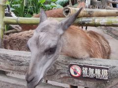 -长鹿旅游休博园