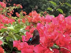 -深圳仙湖植物园