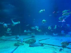 -烟台海昌鲸鲨海洋公园
