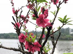 -南国桃园旅游度假区