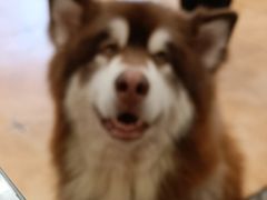 -Let's go狗咖·猫咖·奶狗·桌游(春熙路IFS店)
