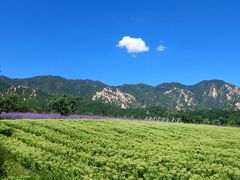 -紫云台香草园