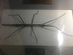 -上海昆虫博物馆