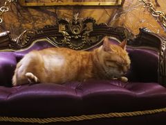 -more than meow吴止猫主题餐厅(承德 中船汇店)