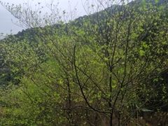-南丹山森林王国