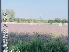 -北京东方普罗旺斯薰衣草庄园