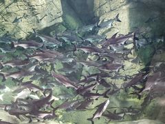 -哈尔滨波塞冬海底世界