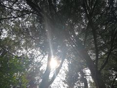 -铁山坪森林公园