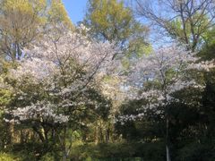 -杭州植物园