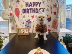 -百好乐宠物友好餐厅(朝外大街店)