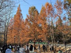 -白水寺森林公园