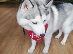 -Husky Go! 哈士奇体验馆·宠物咖啡厅狗咖