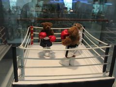 -济州岛泰迪熊博物馆