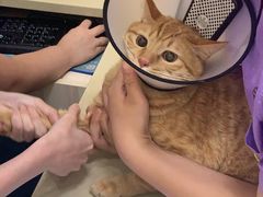 -瑞派康怡24h宠物医院·犬猫医疗中心·微创绝育(瑞景分院)