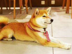 -柴务处·柴犬主题狗咖