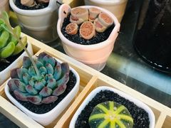-双季花艺园艺市场(浦东店)