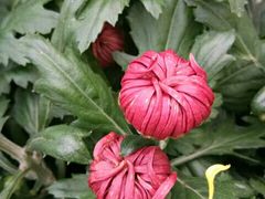 -葛记焖饼(伏牛路店)