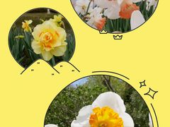 -上海鲜花港