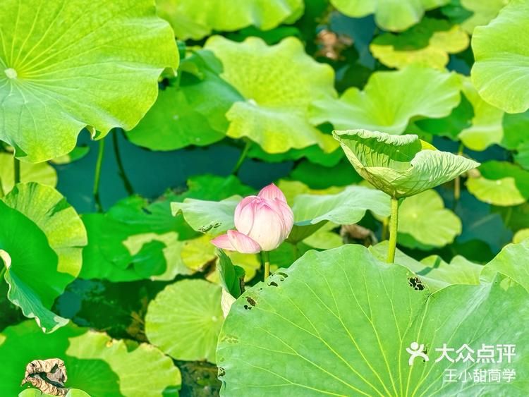 莲花湖公园南京图片