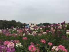 -松山湖梦幻百花洲