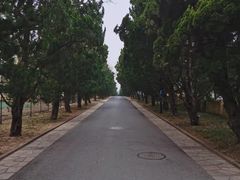 -八大关景区