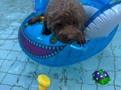 -帕帕拉兹宠物(亚洲旗舰店)