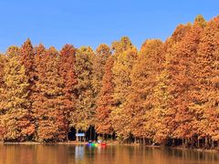 -上海海湾国家森林公园