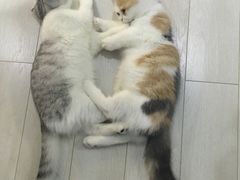 -喵的天空名猫咖啡馆·撸猫·猫舍·用品