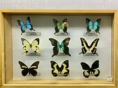 -青藏高原自然博物馆