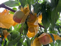 -老袁家蜜桃农场·阳山水蜜桃