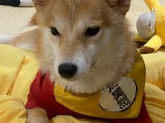 -逗柴咖啡屋·狗咖猫咖宠物桌游