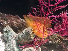 -暹罗海洋世界