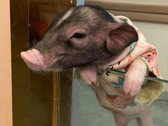 -巴蜀匠人原味火锅(中信未来城店)