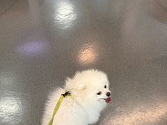 -半岛宠物医院24小时(科华中路店)