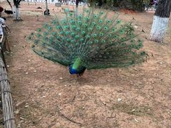 -昆明动物园