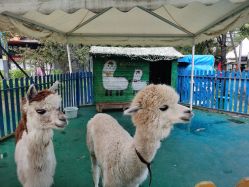 -萌宠亲子动物乐园(槐房万达店)