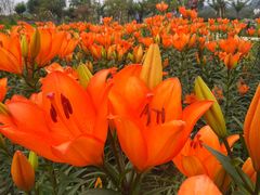 -紫颐香薰山谷景区