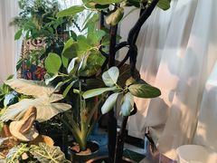 -Thai Basil罗勒叶泰式餐厅(时代天街店)