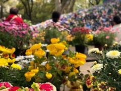 -上海共青森林公园