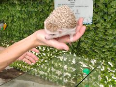 -史努比缤纷世界