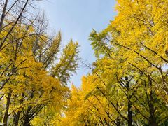 -三里屯东五街银杏大道
