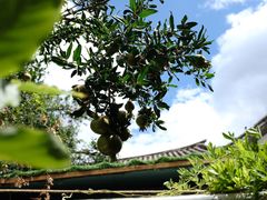 -喵屿·大理花园猫咖