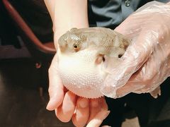 -肆月河豚·新淮扬菜·烤鸭(中关村店)