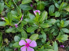 -苏州太湖西山岛开心农场