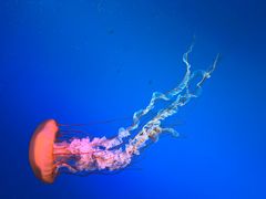 -太平洋海底世界