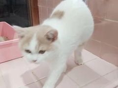 -FAELING PETS美天灵宠物(富力广场店)