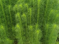 -桤木河湿地公园