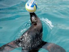 -洛阳龙门海洋馆