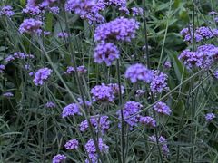 -西湖风景区-江洋畈生态公园